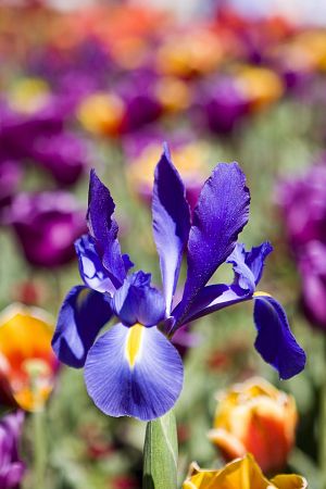 Dutch Iris in field of tulips 2.jpg